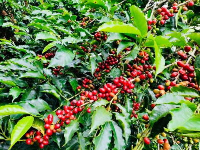 Buon Ma Thuot: Bean to Brew Coffee Farm Tour with Tasting - Your First Stop: Coffee Garden Care You Can Actually Picture