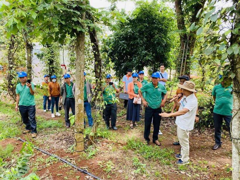 Buon Ma Thuot: Bean to Brew Coffee Farm Tour with Tasting - The Harvest Season Reality Check