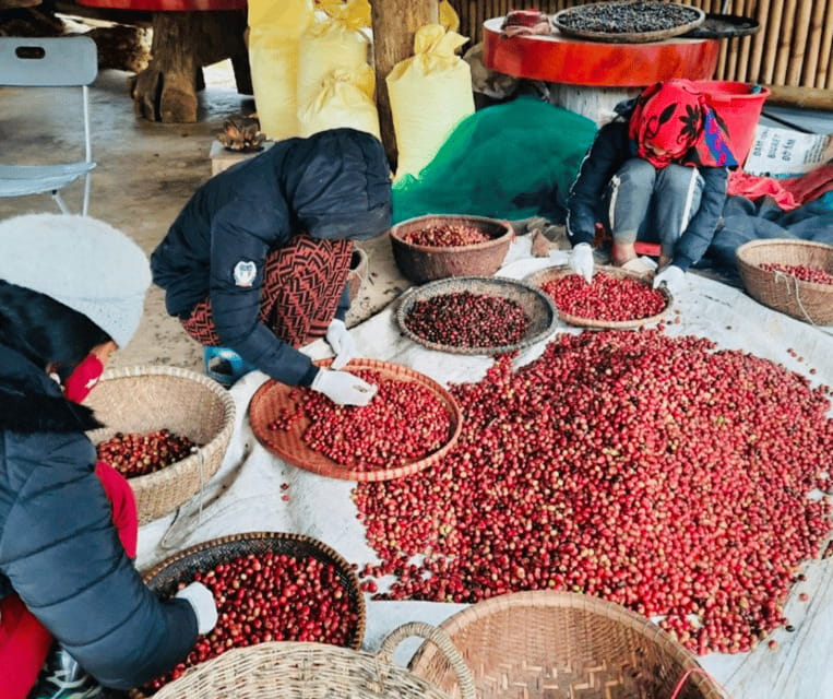 Buon Ma Thuot: Bean to Brew Coffee Farm Tour with Tasting - Coffee Tasting: Black or Milk, Machine or Filter
