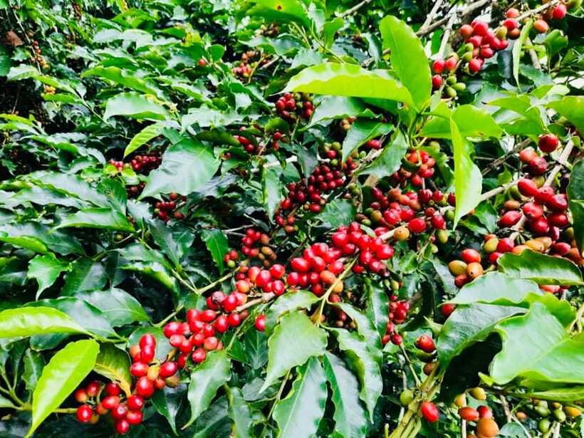 Buon Ma Thuot: Bean to Brew Coffee Farm Tour with Tasting - Price and Time: Is $18 Good Value for a 1-Hour Tour?