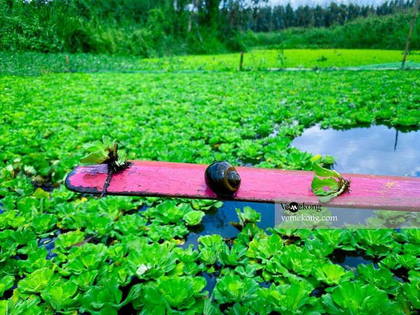 Can Tho: Lung Ngoc Hoang Forest Nature Reserve Half-Day Tour - Key things I’d plan around