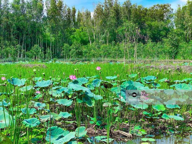 Can Tho: Lung Ngoc Hoang Forest Nature Reserve Half-Day Tour - What to bring (and what to skip) so the tour stays pleasant
