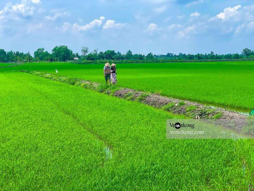Can Tho: Lung Ngoc Hoang Nature Reserve & Forest Tour - The 25-meter observation tower: where rice fields and forest meet