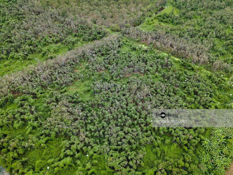 Can Tho: Lung Ngoc Hoang Nature Reserve & Forest Tour - Nature walk on pancake paths: pick your pace (or skip it)