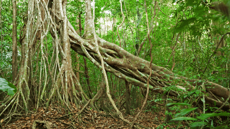 Cat Tien National Park with Crocodile Lake - Day 1 Ecological Trail: Tung Tree, Gibbon Area, and Thác Trời