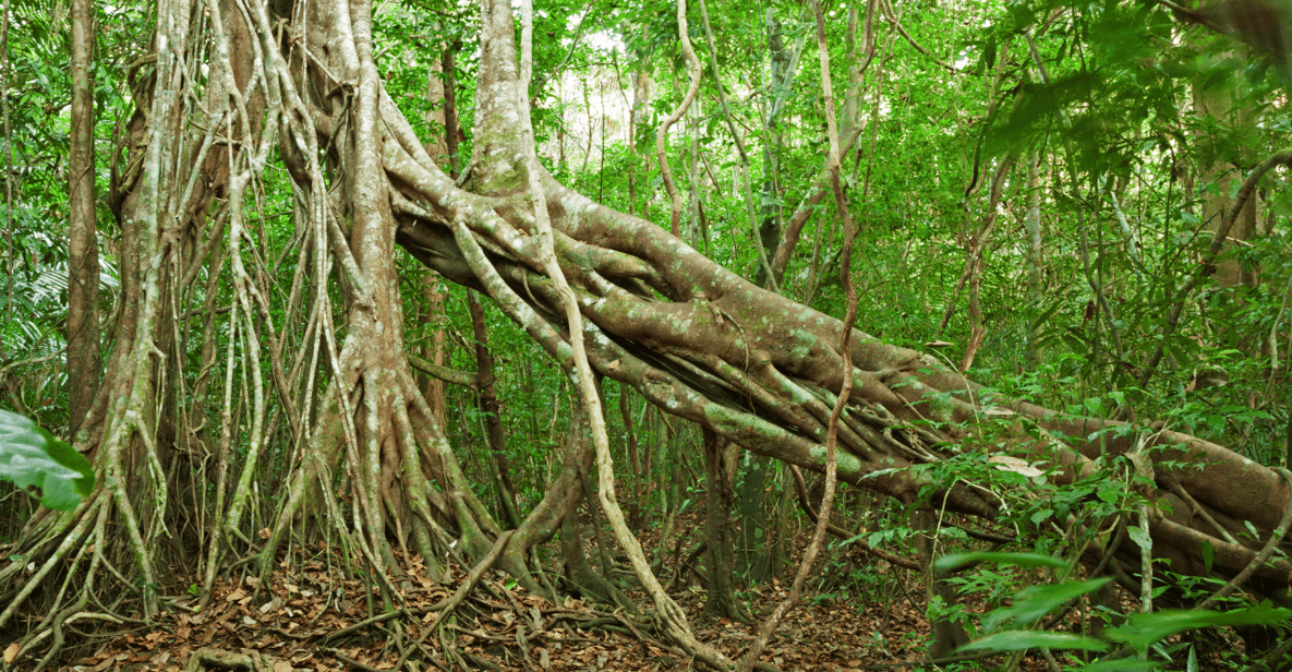 Cat Tien National Park with Crocodile Lake - Night Safari Spotlighting: When the Jungle Shows Its Other Face