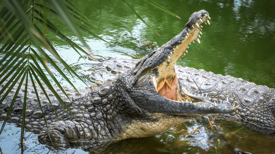Cat Tien National Park with Crocodile Lake - Crocodile Lake on Day 2: UNESCO Biosphere, Jeep Ride, and Early Croc Timing