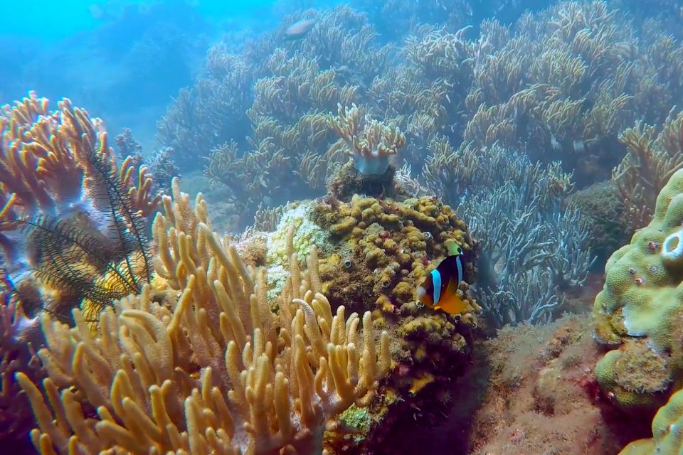 Cham Island: Snorkeling Tour - Who this tour fits best (and who should think twice)