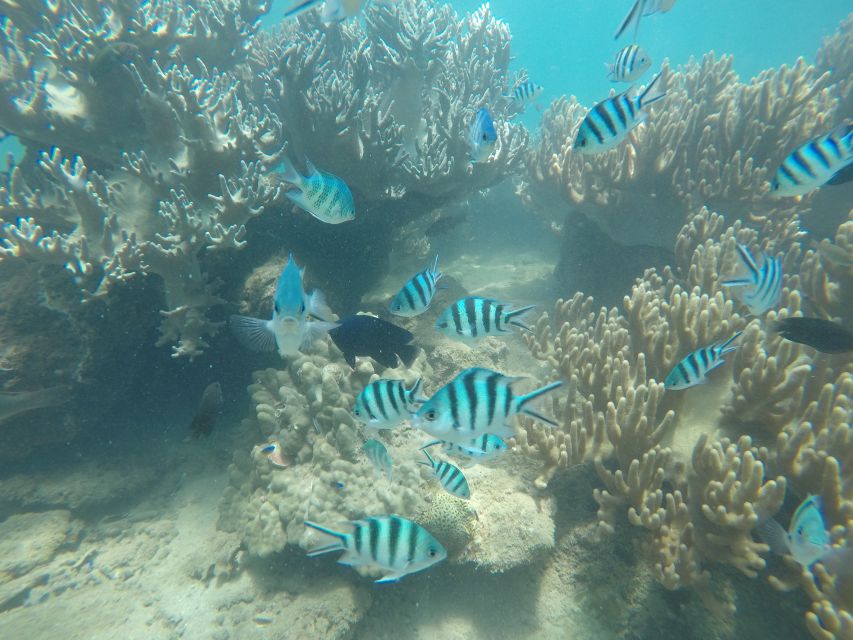 Cham Island: Snorkeling Tour - Snorkeling gear is included—so bring the right basics