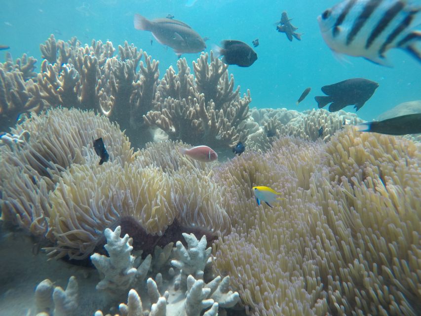 Cham Island: Snorkeling Tour - Price and value: what $53 gets you