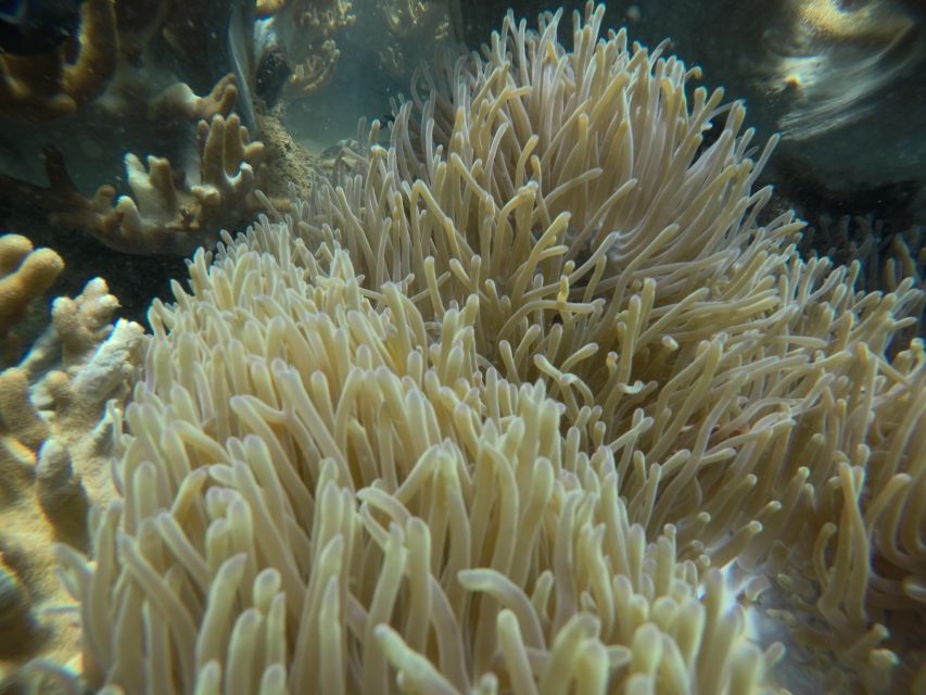 Cham Island: Underwater Walking & Snorkeling Tour - Who should book, and who should skip this sea trip