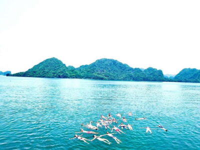 Đảo Cát Bà : 1Day Kayaking,Swimming,Cycling,Snorkeling,Lunch - Getting to Bèo Harbour: the Cat Ba Town start time and transfer rhythm