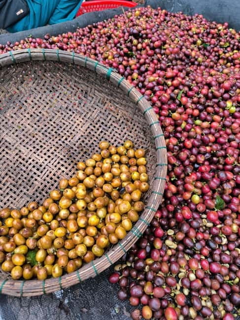 Experience specialty coffee with sustainable coffee farmers - Da Lat Coffee That Starts on the Farm (Not the Menu)