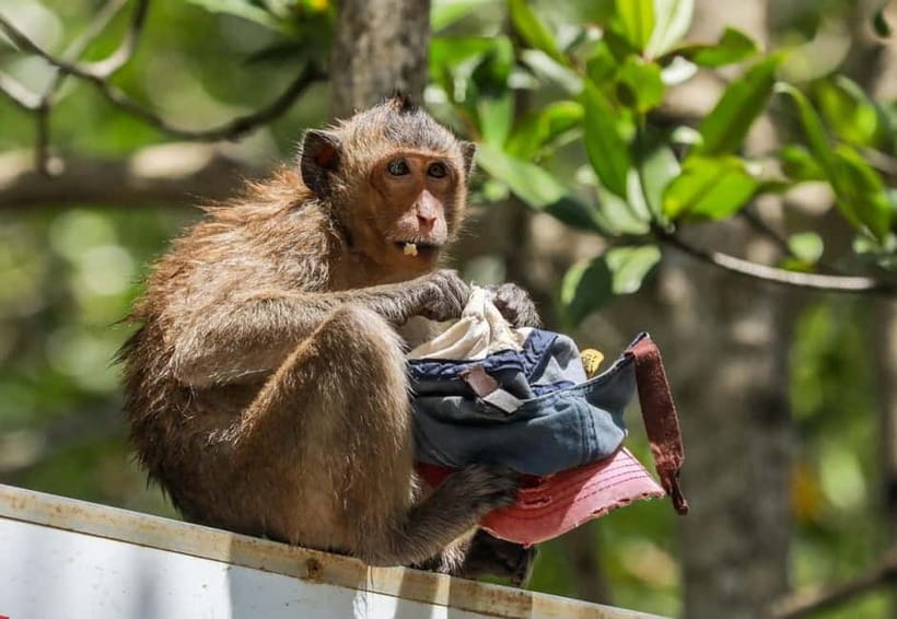 From Ho Chi Minh: Can Gio Monkey Island & Mangrove Tour - Quick hits before you go