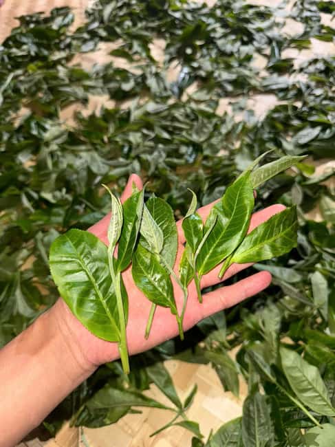 Vietnam Tea Tasting - Giang Egg Coffee & Train Street Visit - FAQ